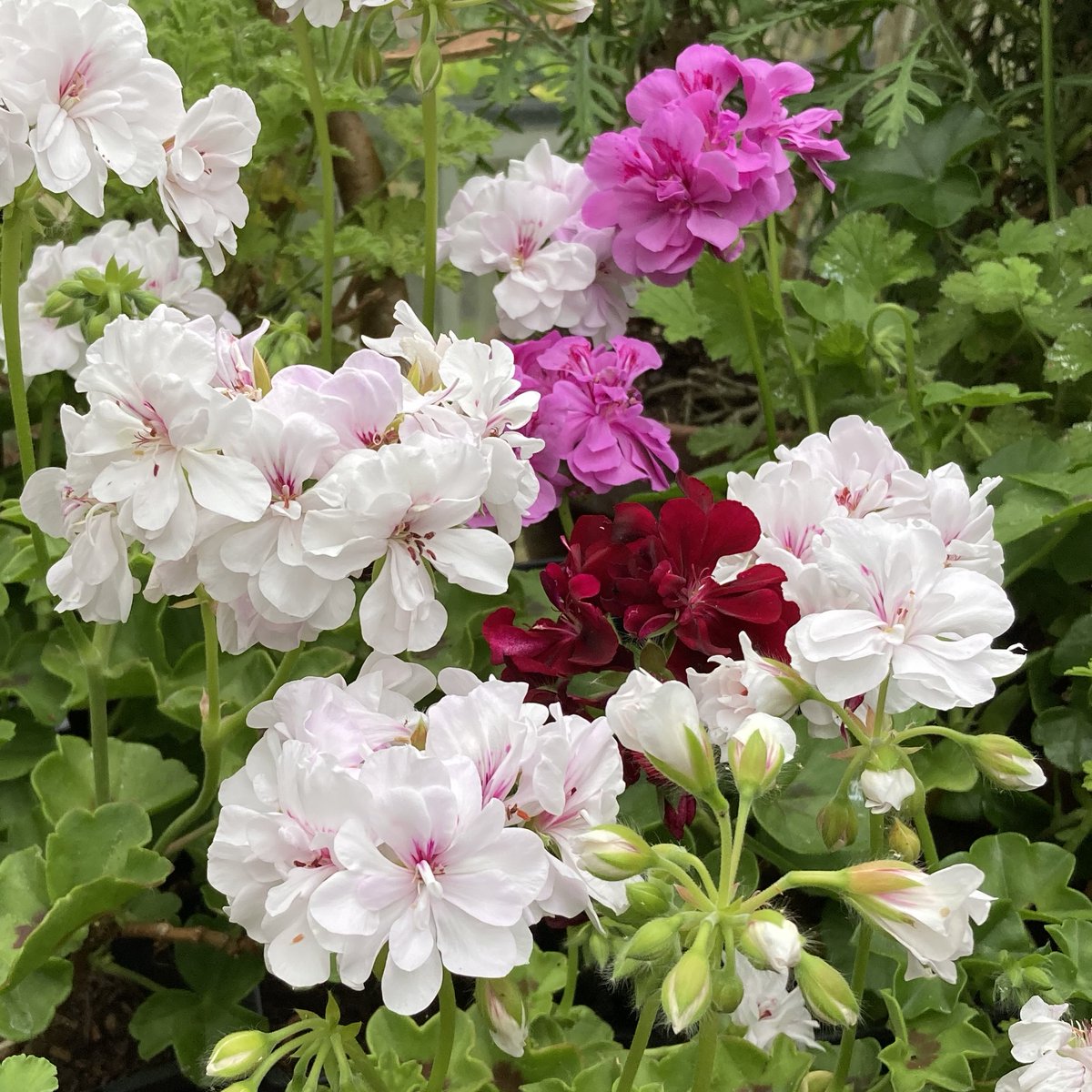 Pelargonium crush in the greenhouse. #chooselandscape