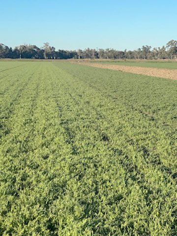 Spray on the left unsprayed on the right of popany vetch. Applied coron @ 10lt/ha + LI-700 300ml/100lt water + Pro Gibb 25grams ha + Awaken @ 2lt/ha. ⁦⁦<a href="/NutrienAgRetail/">Nutrien Ag Solutions</a>⁩. ⁦<a href="/brcagents/">BR&C Agents</a>⁩ ⁦<a href="/AlleenaBurger/">Alleena Burger</a>⁩ ⁦<a href="/Jeremy_Morton_/">Jeremy Morton 🌾🐸🦆🚜🐟🐂</a>⁩ ⁦<a href="/DanyonWilliams/">Danyon Williams</a>⁩