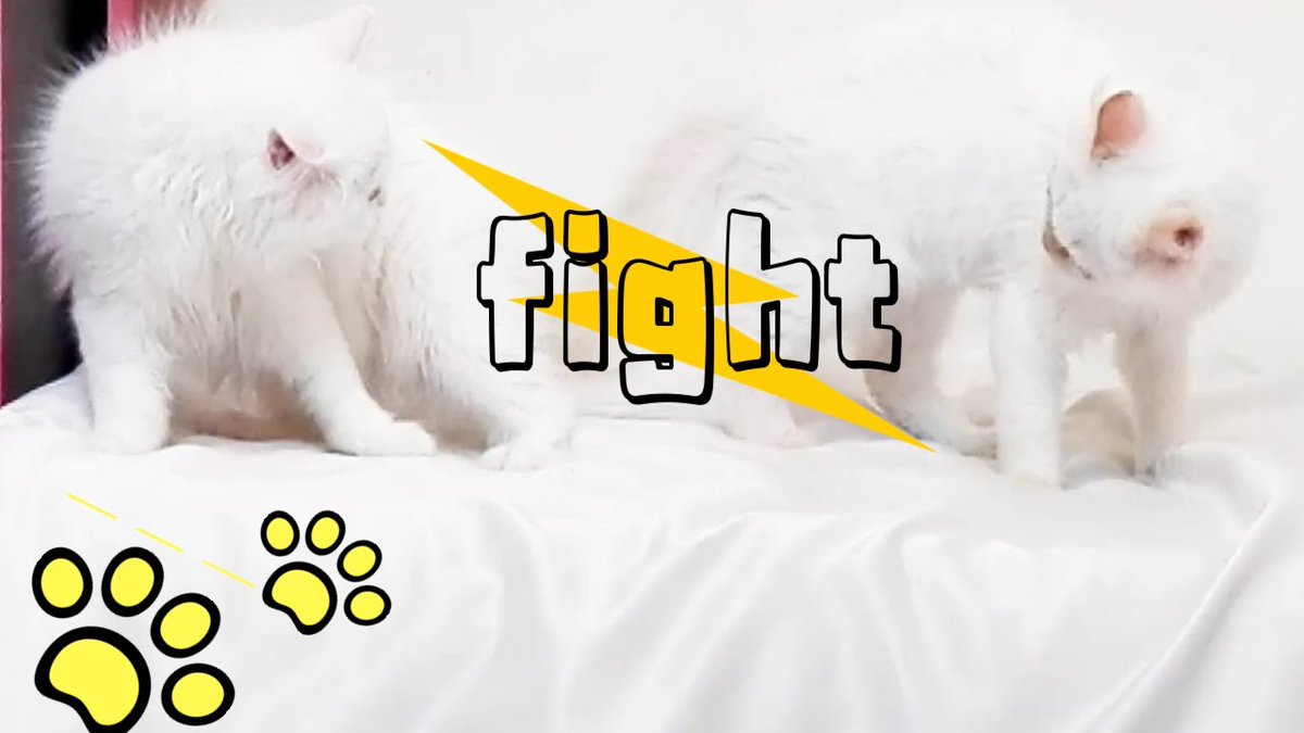 MeowMoeDotCom's tweet photo. Cutest fight between two #Cute ...
#Cats #Cat #Kittens #Kitten #Kitty #Pets #Pet #Meow #Moe #CuteCats #CuteCat #CuteKittens #CuteKitten #MeowMoe #Beautiful #BeautifulCats #BeautifulKittens #BestVideo #Carryover #CatCute #CatFamily
https://t.co/n5J5t7GFUz https://t.co/QZK6PQXZeA