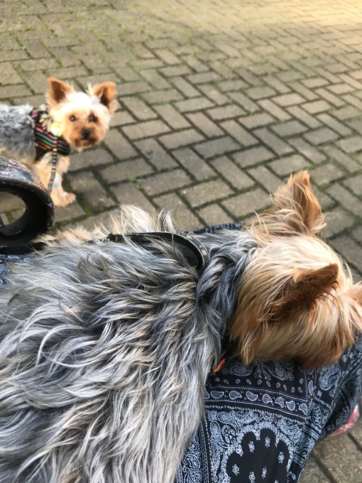 ヨークシャーテリアのtwitterイラスト検索結果 古い順