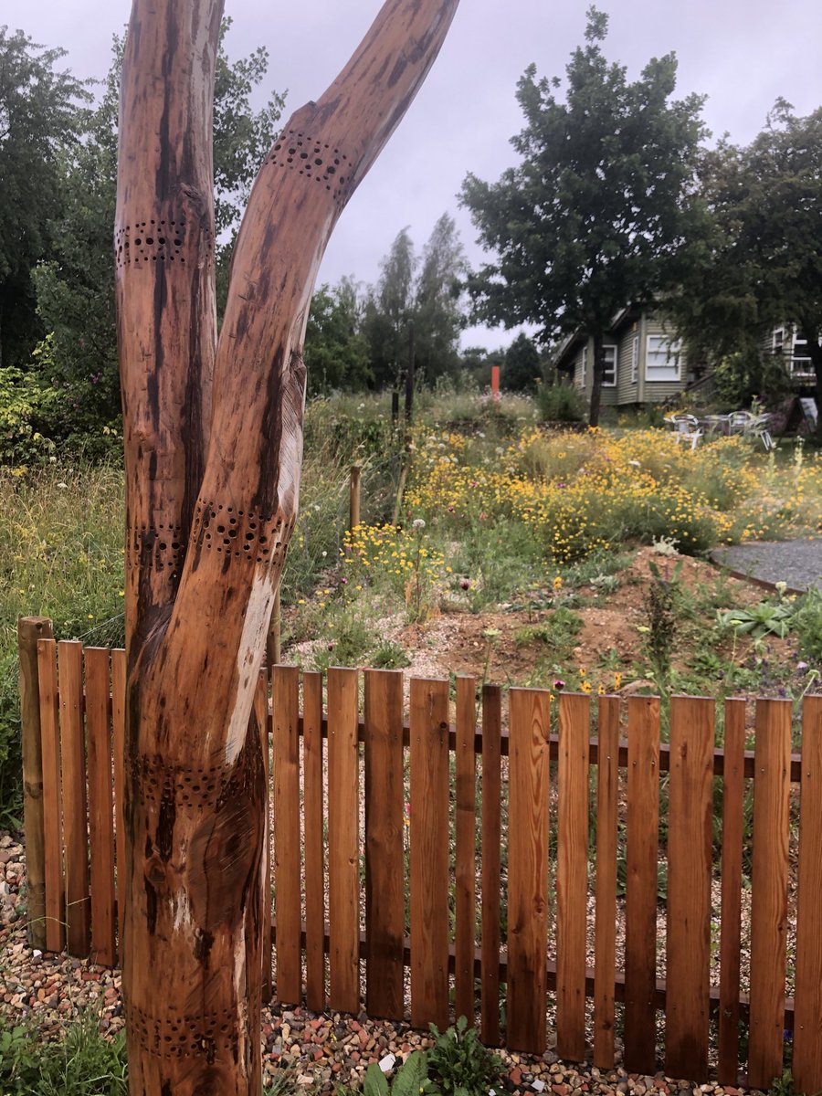 grassroofco's tweet photo. Added more pre drilled #standingdead this time next to the entrance of the A13 garden. #solitarybees https://t.co/SqycEZELw2