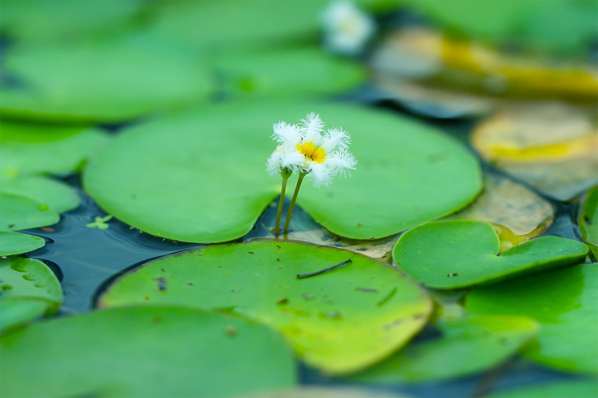 長居植物園 ハナショウブ園付近では ガガブタ が見頃です スイレンに似た小さな浮葉をつける水生植物です 漢字では 鏡蓋 と書きます 面白い名前ですよね 花はかなりもじゃもじゃしています 花弁は5枚しかありませんが 雪の結晶のようにも見えませ
