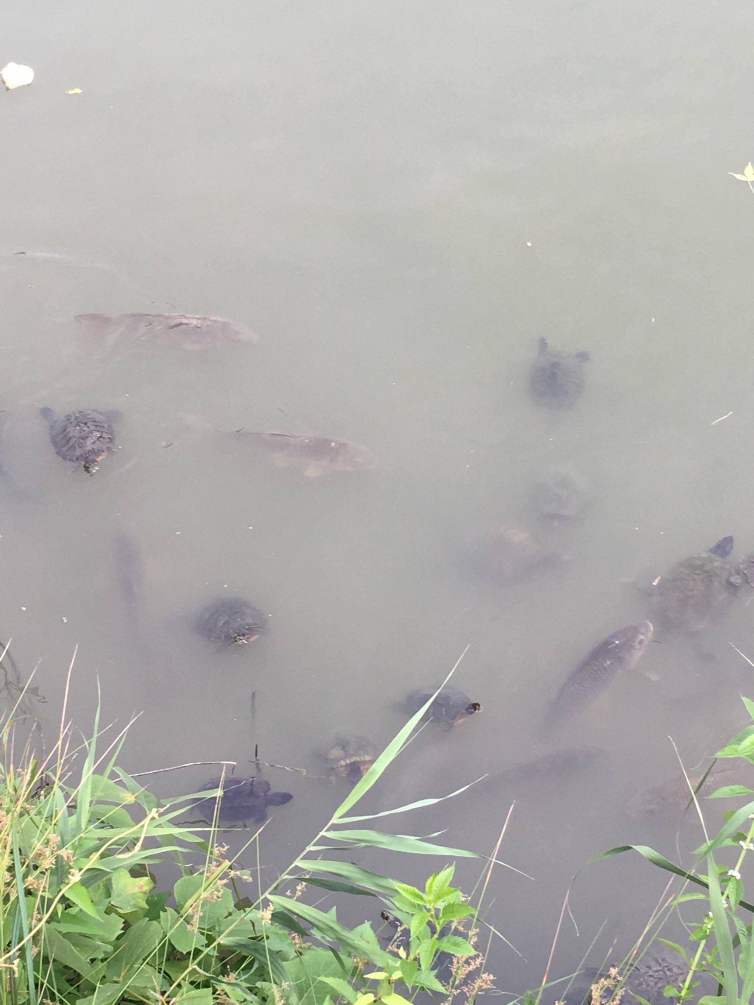 カズ ヤマシタ 近所の水門前 野生を失って人に食べ物をねだる亀と鯉だらけだ