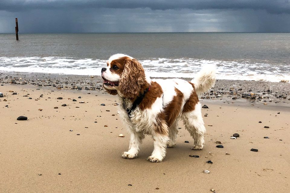 CALENDAR PHOTO OF THE MONTH - JULY
This is Charlie from England
#Cavaliers