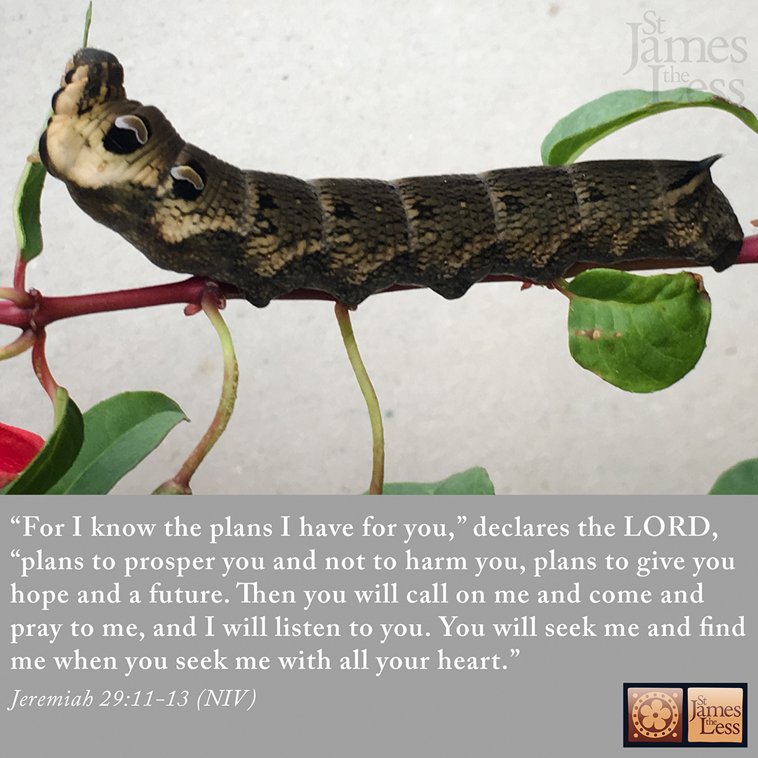 We may wander far from God, but He doesn't give up on us, he always plans hope and growth, and new life. He is ready to answer, ready to respond, ready to bless. Seek Him today.
(c) @amabelealovega &amp; 📸 @benjaminealovega: SJtL members #bibletruths #beautyforashes #100days