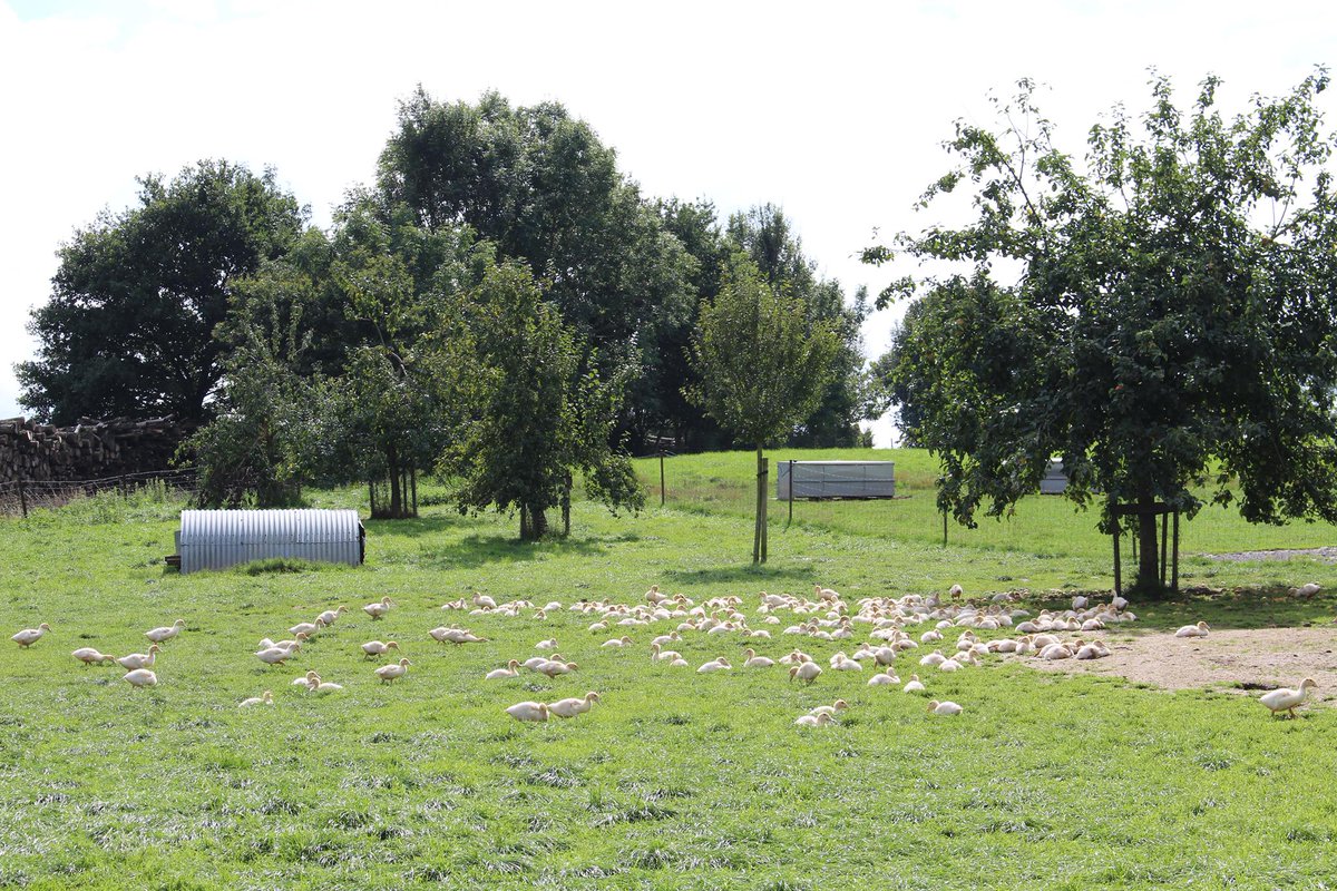 EuroFoieGras's tweet photo. To go further than EU legislation, @EuroFoieGras published in the form of a charter the commitments that must govern the production of #foiegras. Read more: https://t.co/ozA4KHD773 #animalwelfare #agriculture #ExtensiveFarming https://t.co/IpgUebxWoH