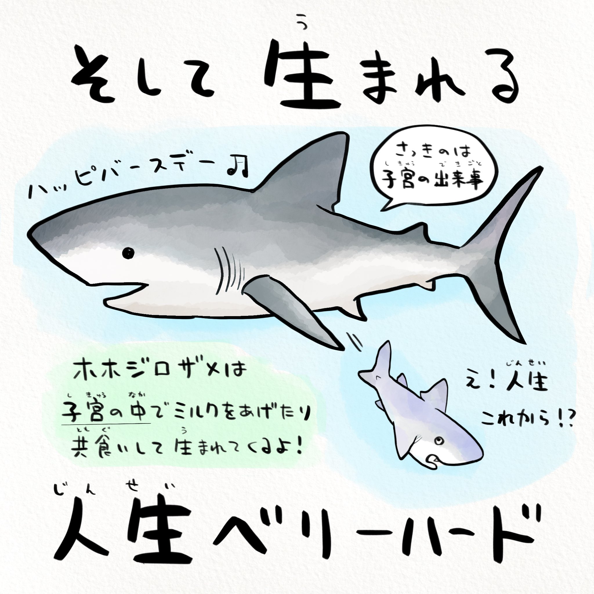さかなのおにいさん かわちゃん ホホジロザメの人生ベリーハード さかなのおにいさん かわちゃん ホホジロザメの人生ベリーハード