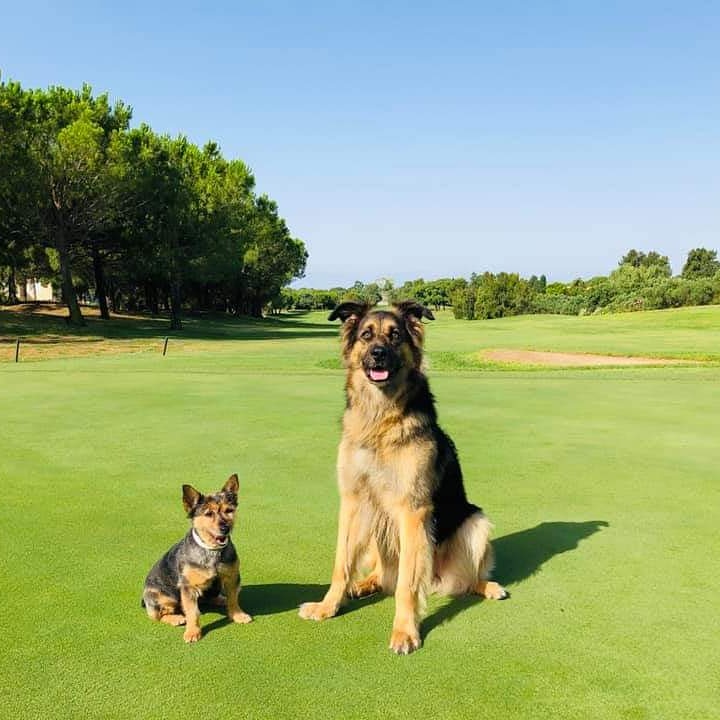Monicatror's tweet photo. Tú eres nuestra voz ¡GRITA FUERTE! Salva a los animales 💚 #NoAlMaltratoAnimal #AdoptaNoCompres #NoAlAbandono #Pacma #PacmaCatalunya #EuropeanTour #OpenES #CallawayGolf #Callaway #teamcallaway #EpicFlash #FlashFace #TourTips #EpicForged  #mardelplatalimousines @PartidoPACMA https://t.co/XHnZwsJ6YK