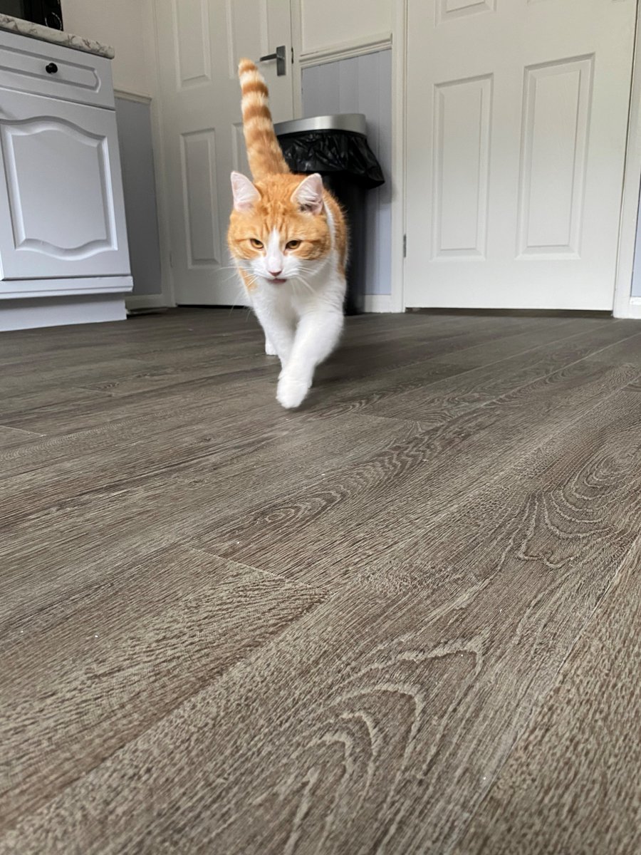 AltroFlooring's tweet photo. Bob, who chooses to live with Sarah Jennings, Specification Consultant at Altro, likes to use Altro Ensemble as his own, personal catwalk. It goes like this: sashay, own it, sashay, turn, repeat.
#Animalsofaltro https://t.co/s2qDEW2XWf https://t.co/C5oJ8YKRUu