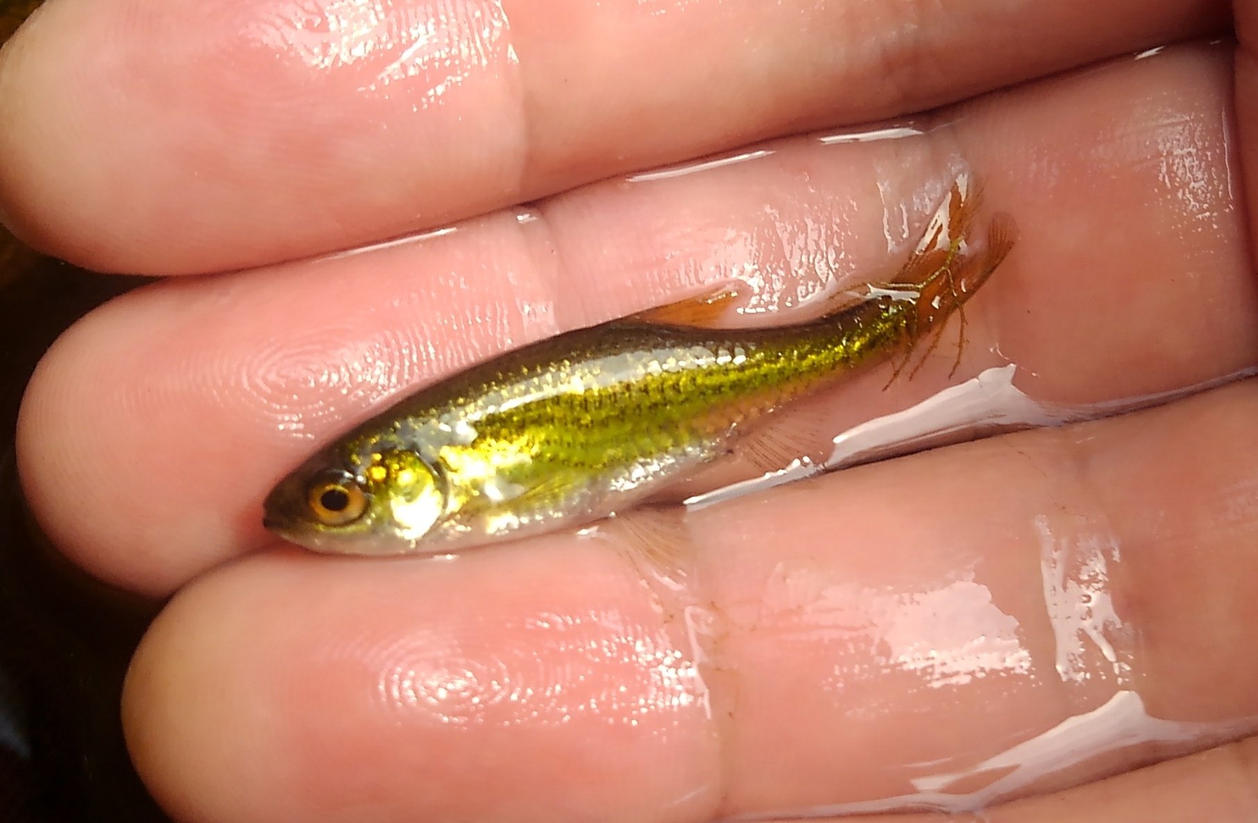 オイカワ丸 増殖を試みているカワバタモロコを確認 雄は金色になっており 成熟してると思うんだけども 稚魚は見当たらず うーむ T Co 2xudtn90i0 Twitter