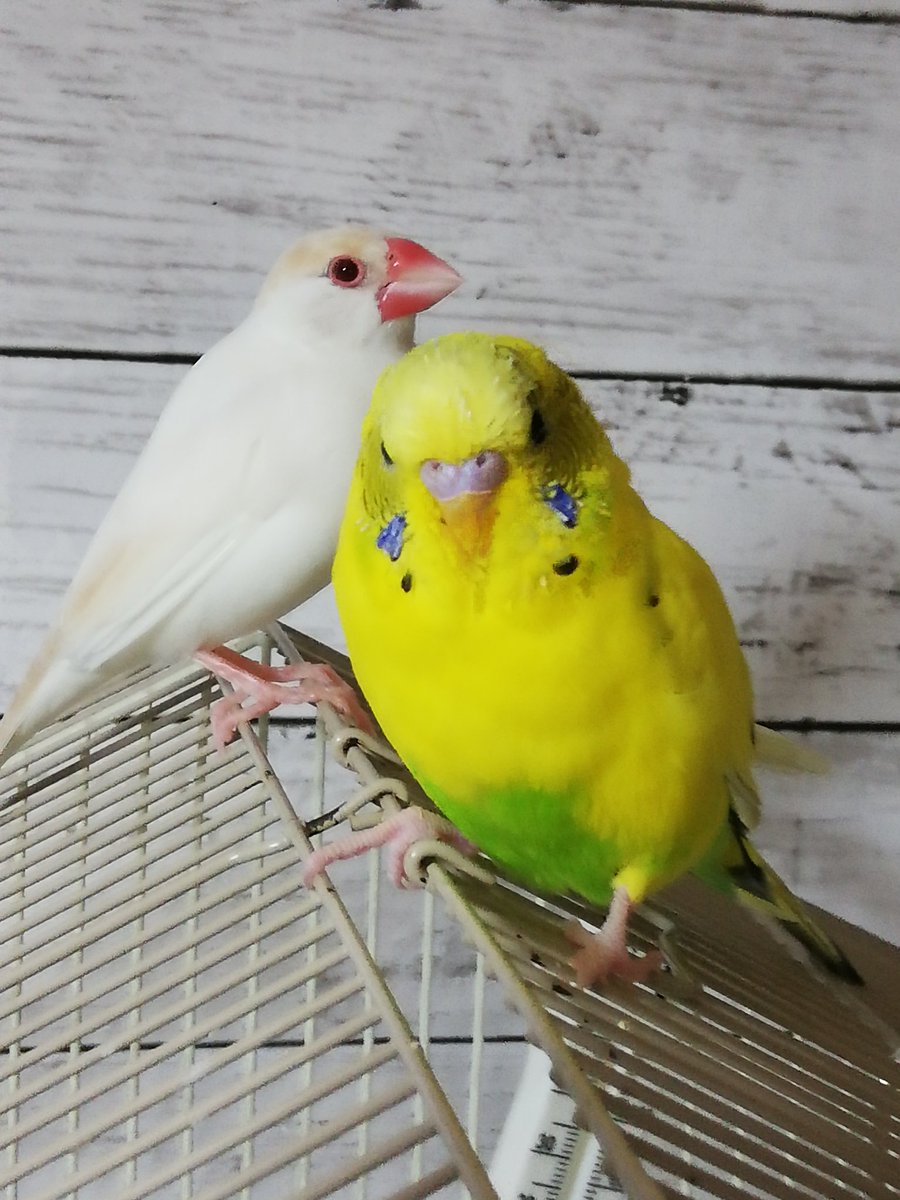 nana_t_u_t_k's tweet photo. この子保護して今日で１ヶ月になりました(´･ω･｀).｡oO
飼い主さんまだ見つからず…。
近所も貼り紙とかもしてなくて…
昨日一応もう1回健康診断つれていったら、健康で体重も前より増えてくれてた🙌
名前も仮でつけて黄色なんでここはやっぱせっかくなんで「ひまわり」🌻にしちゃいました
↓に続く https://t.co/Vqu1saFaeP