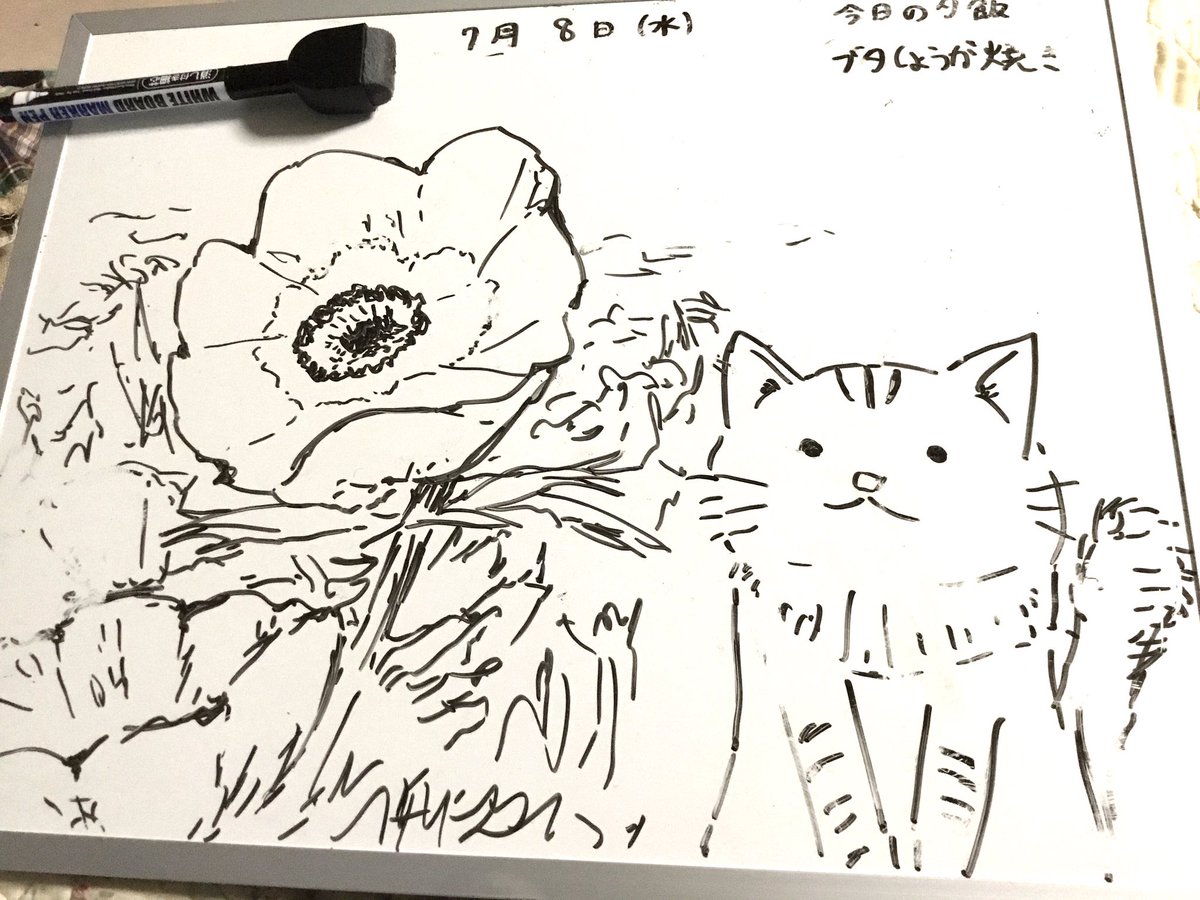 今日はアネモネand猫ちゃんです?
夜に駆けるのMVに出てくる花はアネモネらしいです?? 