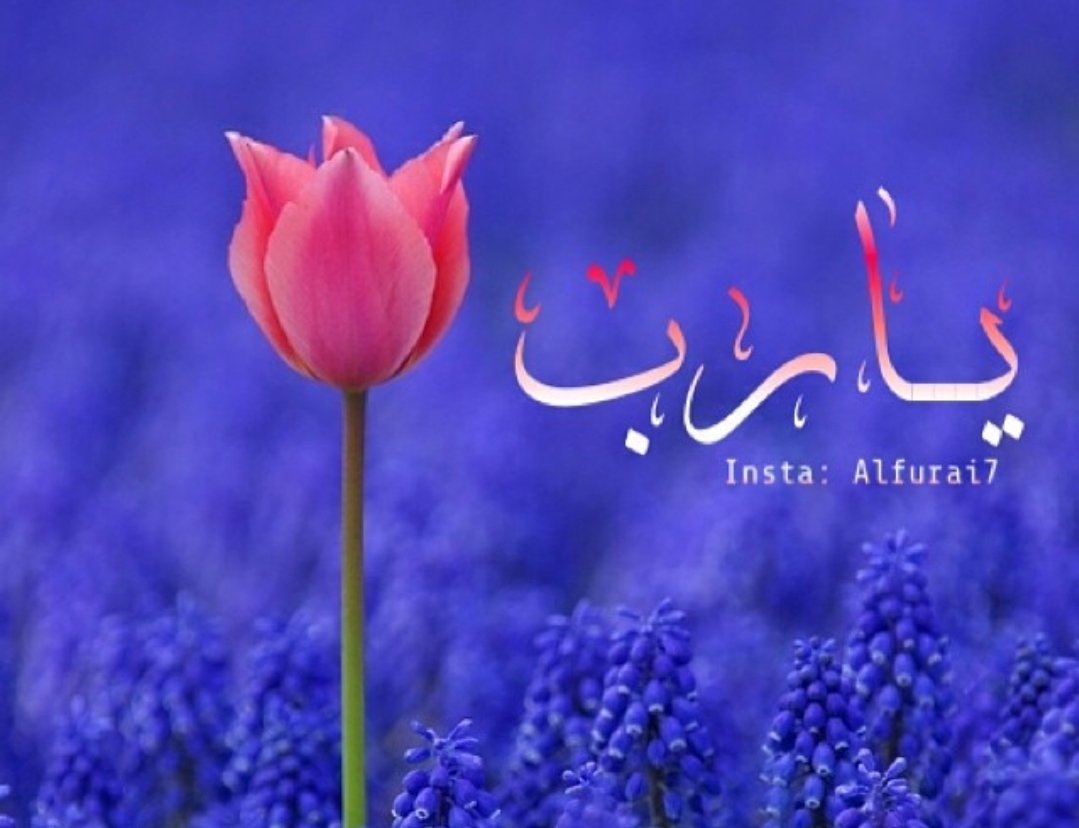 fa82612's tweet photo. في داخلي يا ربُّ لهفةُ يوسف 
يدعوك غوثاً حين أظلمَ جبّهُ

وبداخلي أيّوبُ يغزلُ صبرهُ 
مذ مسّني ضُرُّ الزمانِ وكربهُ

ربـّي..أعنْ قلبي وقوِّ جوارحي
فالعفوُ دأبُكَ ، والخطيئةُُ دأبُه
#دايم_تلقاه
@Retwit_islam @___do3a
@Ald3wah @Rt_slame  @bssmtkher
@R_t_d3wa  @Q8islamWay https://t.co/c5BD2gUwEV