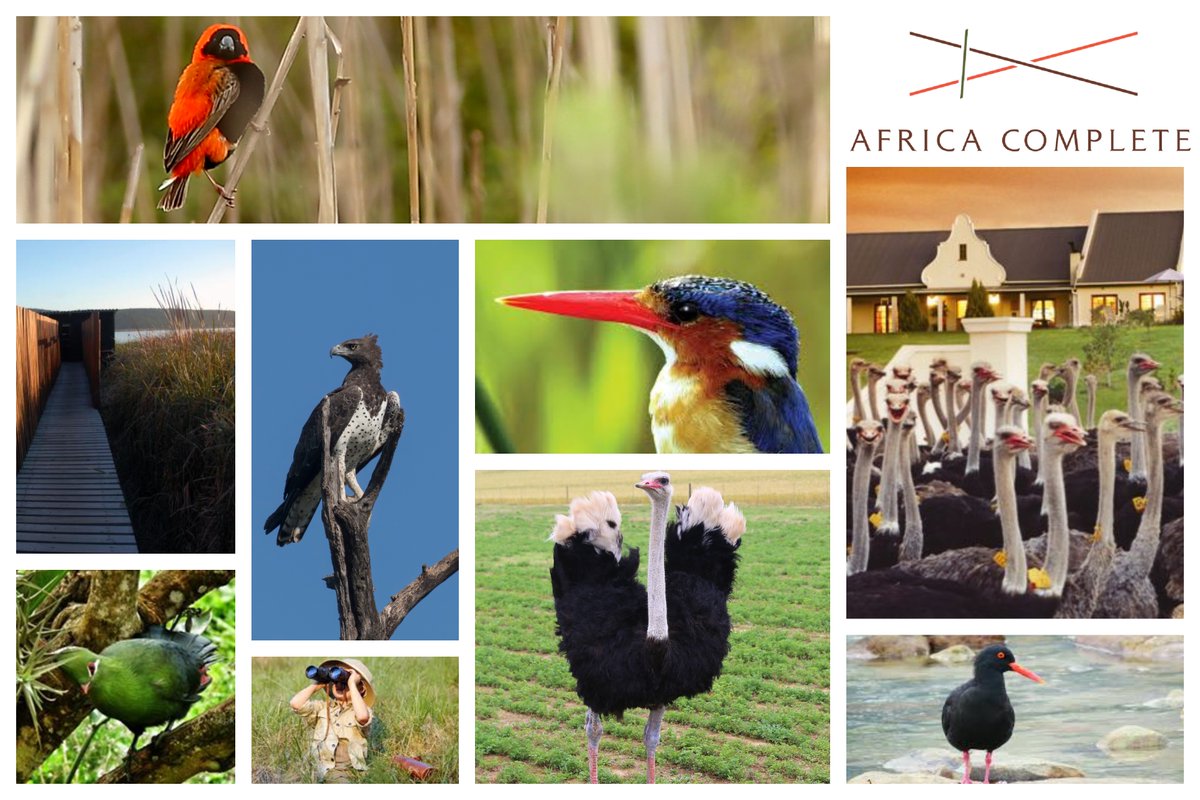 #birds #birdwatching #bird #nature #birdphotography #birdsofinstagram #wildlife #naturephotography #birding #wildlifephotography #birdlovers #photography #naturelovers #birdlife #bestbirdshots #animals #Avitourism Visit our website africacomplete.co.za