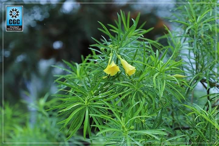 cgcuniversity's tweet photo. There is nothing more welcoming than slow and long rain after days of #scorching heat that had baked everything. Take a look at the scenic beauty of #CGCJhanjeri #soaked in rain
#cgcians #lifeatcgc #buildingcareers #transforminglives https://t.co/UgrlS8qiSL