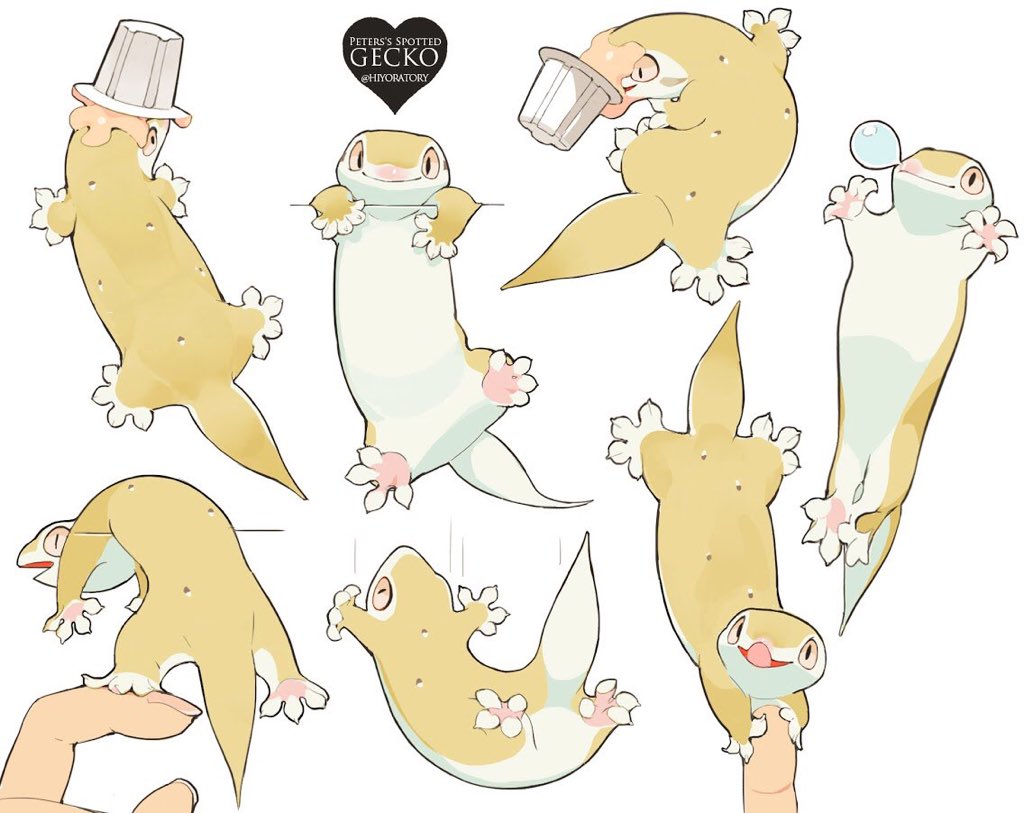 Peter's spotted gecko