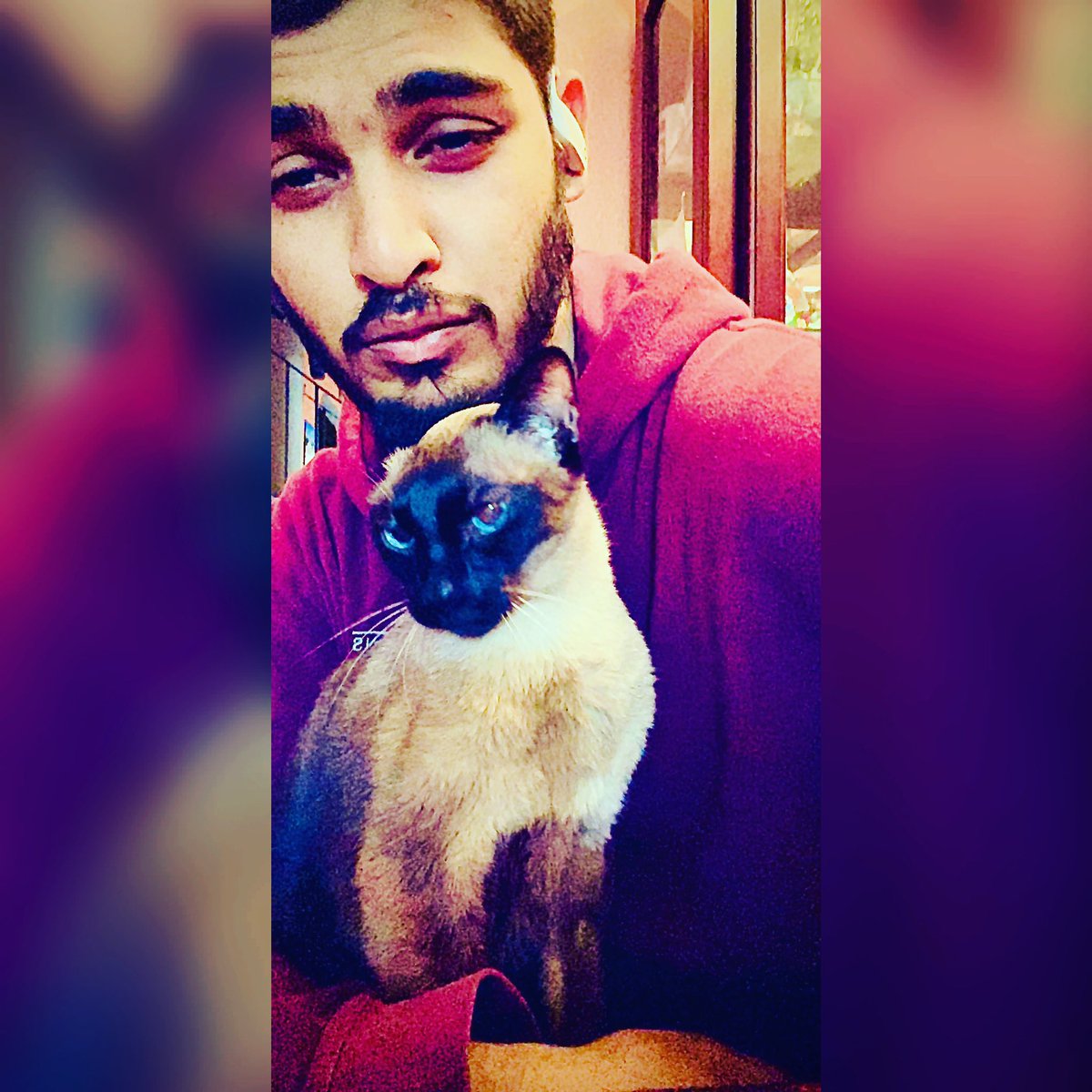 suzynaidu's tweet photo. Babies with attitude #cats https://t.co/8tVjPVq3w2