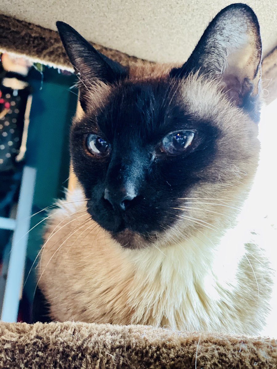 suzynaidu's tweet photo. Meet Zack our pure bred seal point #CatsOfTwitter #cats https://t.co/O4hTF1a15A