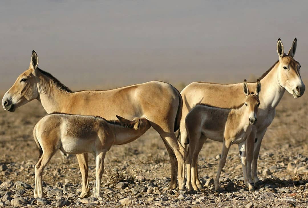 iranroute's tweet photo. Iran's wildlife is unique and includes marvellous examples:
1. Persian Onager,
2. Pleske's Ground Jay,
3. Persian Cat
4. Caracal Cat
.
.
yorkepeninsula #instagood #vacationgoals #nyc #traveltribe #coupletravel #بختیاری #iranroute #motivation #آذری #airbnbhost #dance https://t.co/LEeuaF9bNJ