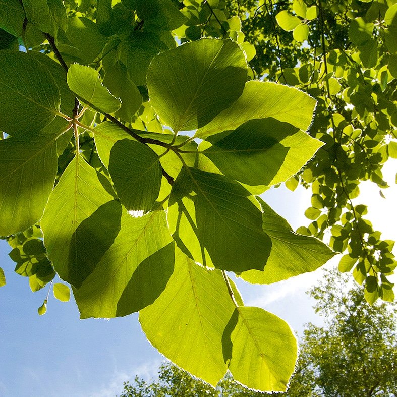 Helena Lee Studios (@helenamarialee) on Twitter photo We’re still in a #ClimateEmergency <a href="/RishiSunak/">Rishi Sunak</a>! Please do the right thing and enable a #GreenRecovery where we're all working together for a peaceful future 🌿 We’re still in a #ClimateEmergency <a href="/RishiSunak/">Rishi Sunak</a>! Please do the right thing and enable a #GreenRecovery where we're all working together for a peaceful future 🌿