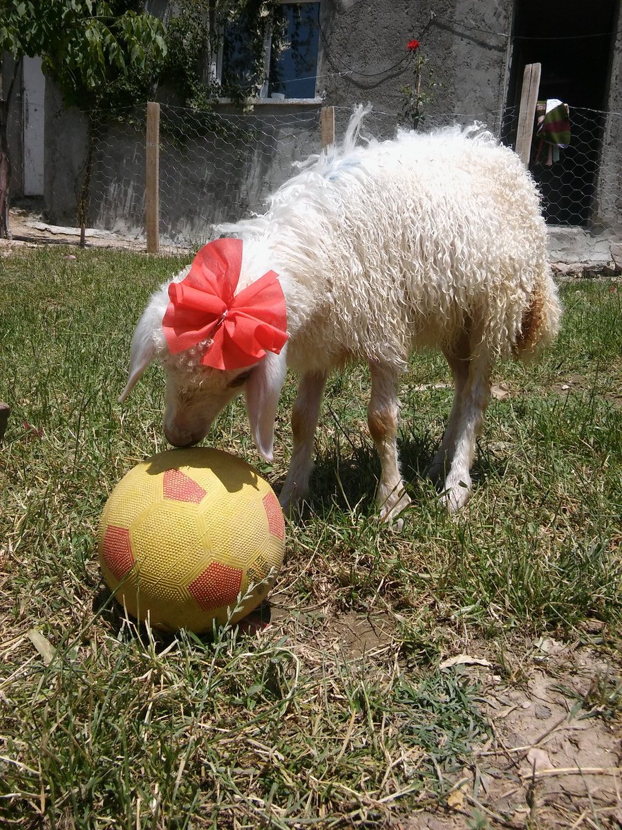 Ailemizin yeni üyesi 🐑❤(PAMUK)