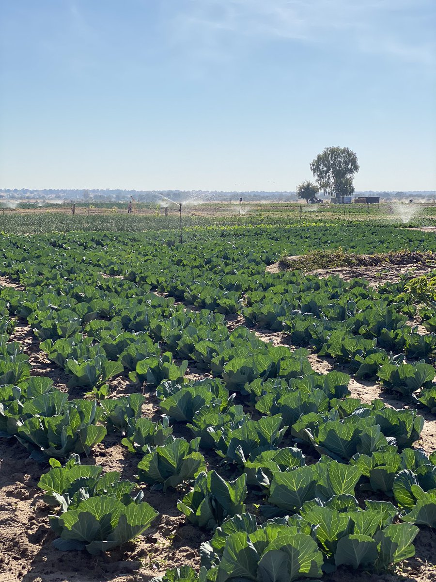 Green_Viewpoint's tweet photo. This is the Salem Demo site in the Kavango East. Here more than 20 woman are involved in horticultural production π±. #smartagrinam #CRAVE #agriculture #horticulture #eif #eifprojects
Cc: @theGCF https://t.co/l3RjXsvFBe