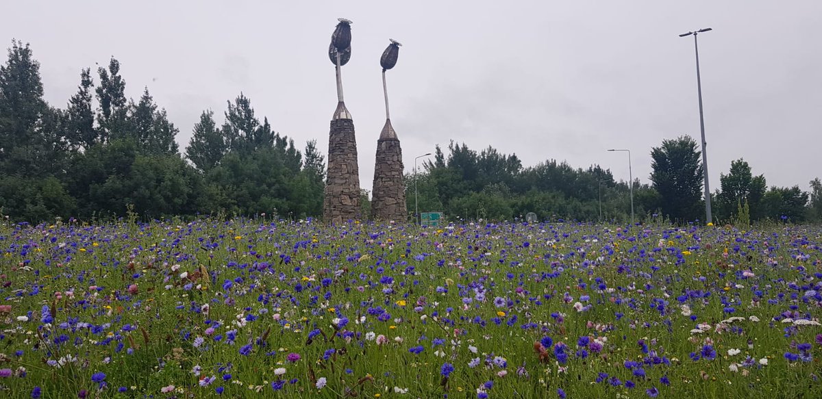 ClonmelBD's tweet photo. Moangarriff #Roundabout #Clonmel  lovely variety of #wildflowers for #pollinators planting carried out by Eric Ryan and his team @ClonmelBD  Looking great, job well done! #YourCouncil @TipperaryCoCo @aaroadwatch @roundaboutgreg @clonmeltidytown https://t.co/9MY2ub5phn