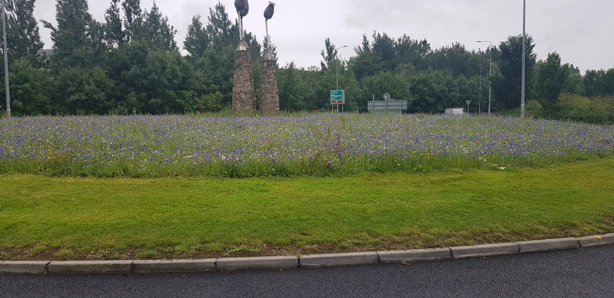 ClonmelBD's tweet photo. Moangarriff #Roundabout #Clonmel  lovely variety of #wildflowers for #pollinators planting carried out by Eric Ryan and his team @ClonmelBD  Looking great, job well done! #YourCouncil @TipperaryCoCo @aaroadwatch @roundaboutgreg @clonmeltidytown https://t.co/9MY2ub5phn