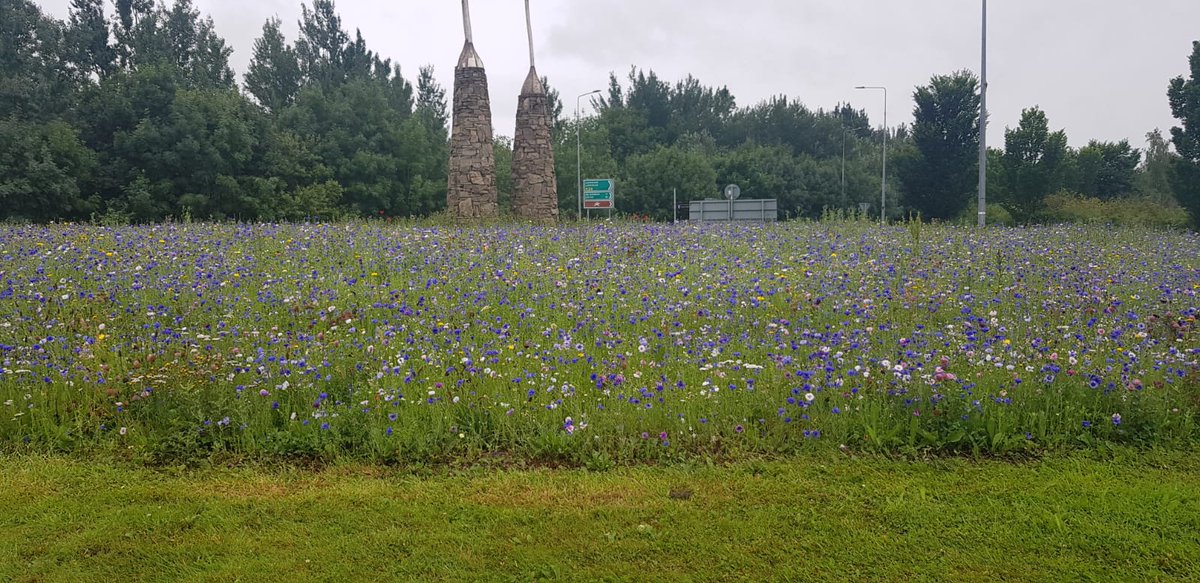 ClonmelBD's tweet photo. Moangarriff #Roundabout #Clonmel  lovely variety of #wildflowers for #pollinators planting carried out by Eric Ryan and his team @ClonmelBD  Looking great, job well done! #YourCouncil @TipperaryCoCo @aaroadwatch @roundaboutgreg @clonmeltidytown https://t.co/9MY2ub5phn