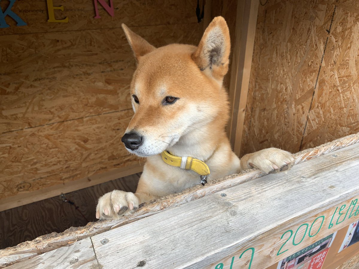 犬なのでおつりはだせません 北海道には柴犬が店番を務める素敵スポット 犬のだがし屋さん がある Togetter