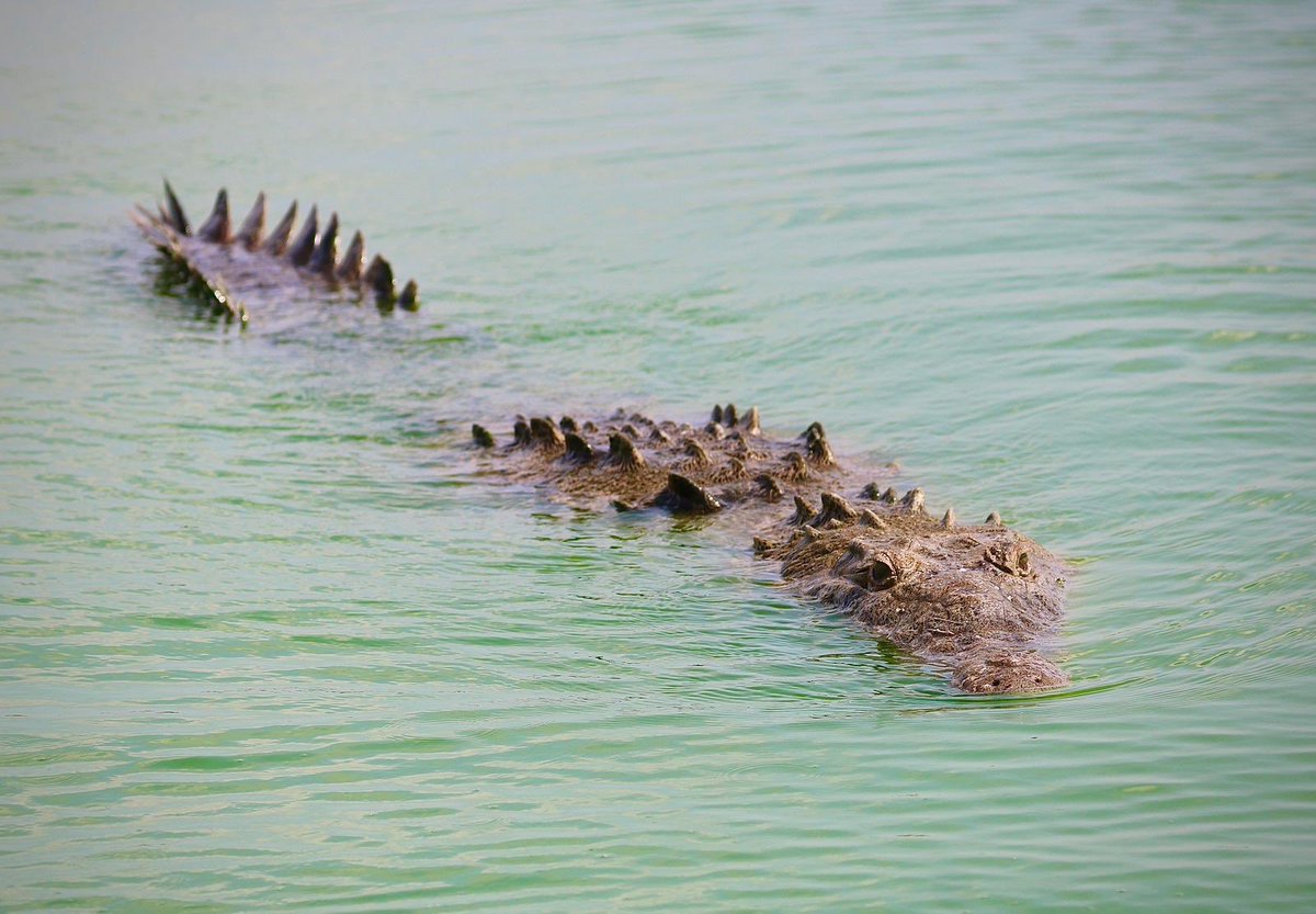 thesavannahboan's tweet photo. AMERICAN CROCODILE SOCIAL MEDIA TAKEOVER! The sun's coming up on our great friends @HopeZooKingston #jamcrocs #crocodileconservation @IamJoeyBrown https://t.co/19XtrN2Tb4