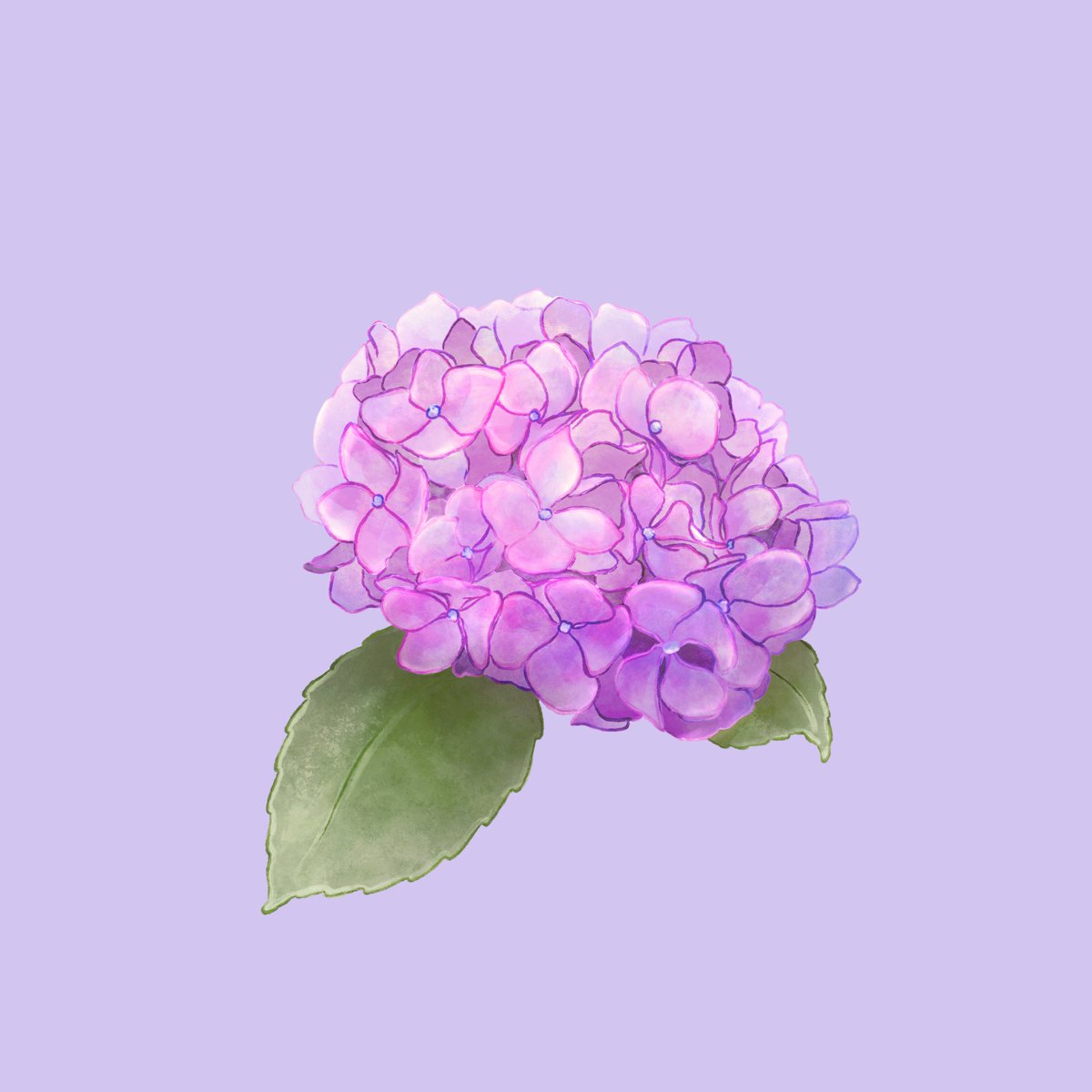 Oceane オセアン 日目 紫陽花 Day Hydrangea The100dayproject