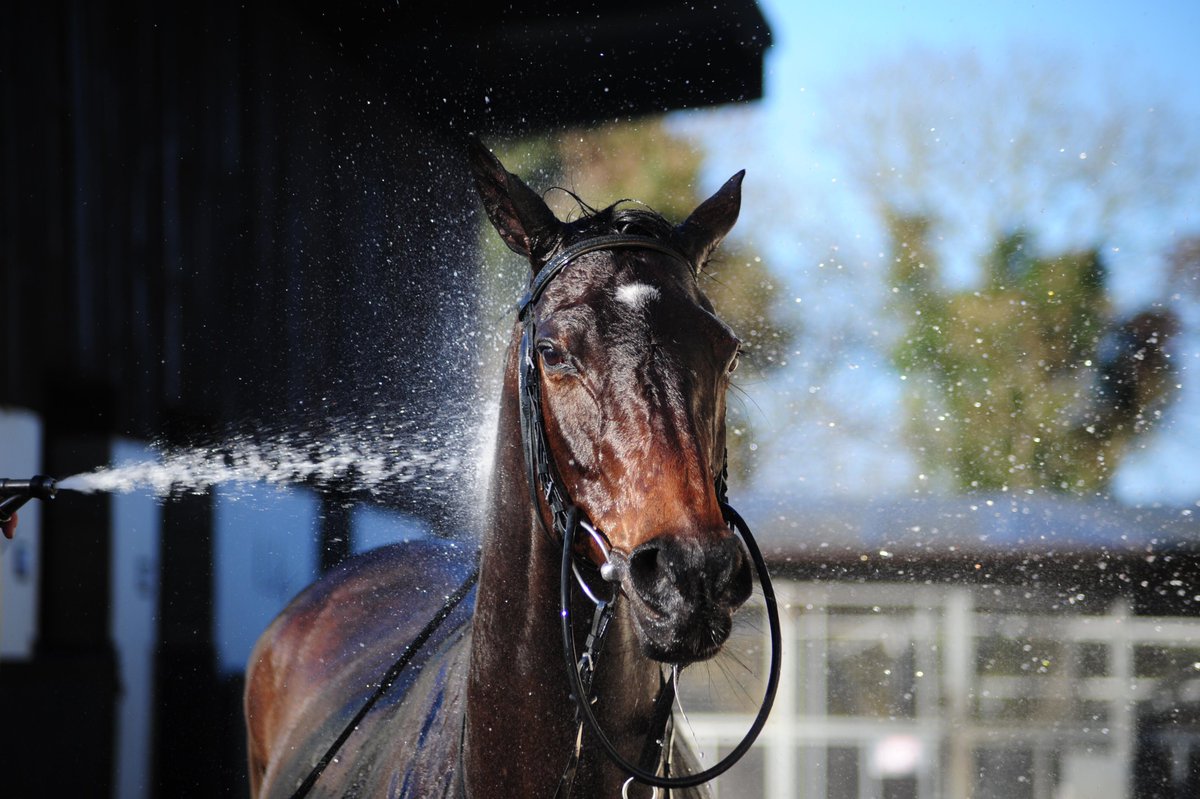 Galway_Races's tweet photo. 🚿The cool down & shower after a great gallop!
🏇The prep has started for Galway.
👉Only 1⃣9⃣ days away
#ThePrep #TheCountDownHasStarted #WeLoveRacing #EveryRacingMoment #GalwayRaces #GalwayRacesatHome #LetsRace
📸@patcashhealy https://t.co/MK2QelHrBR