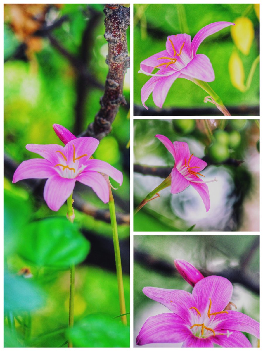 silikamohapatra's tweet photo. pink monsoon blooms
#lily https://t.co/uGJOuuxbtR