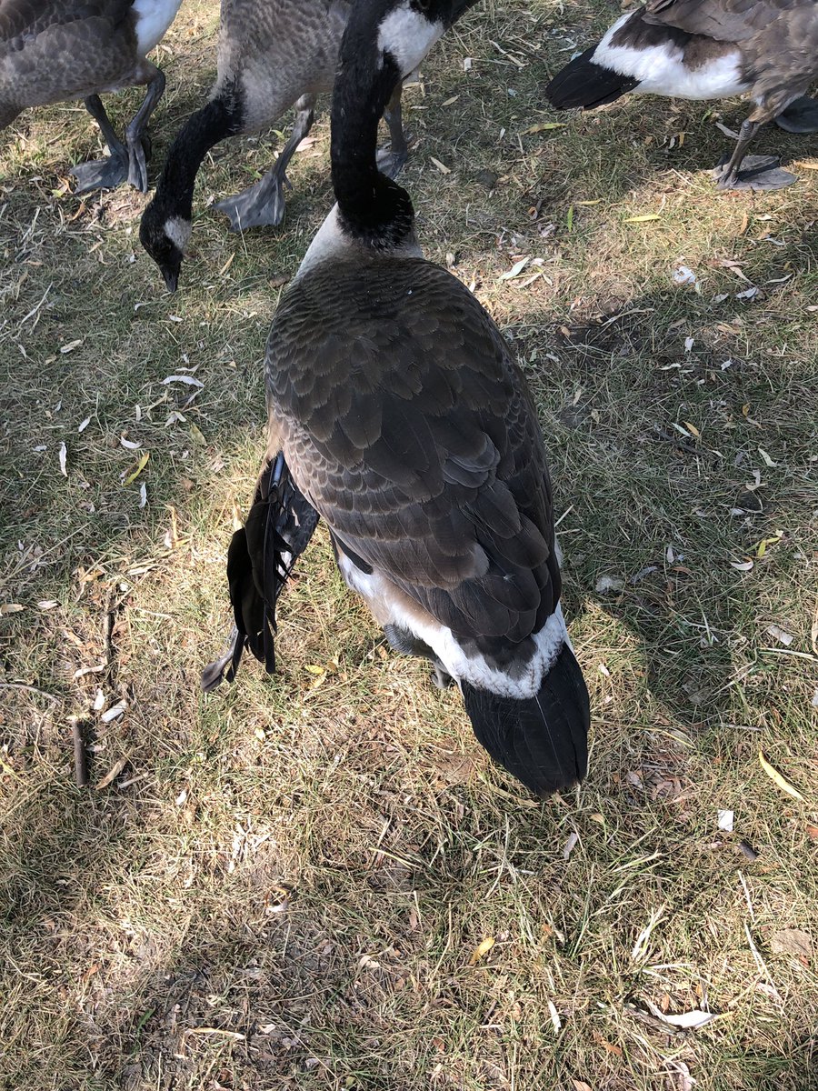 HeatherConserve's tweet photo. @TWC_Wildlife there is a juvenile goose at Weston tennis club with a malformed wing. https://t.co/os1L4ojPng