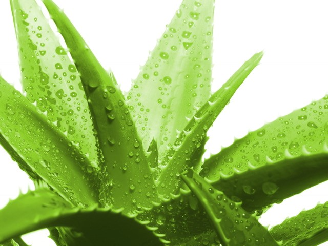 alisonjpurves's tweet photo. Hello, as well as hosting #1066Hour I work under the umbrella of #ForeverTheAloeVeraCompany to help people look after their #health and establish a #secondincomestream #sidehustle https://t.co/7CyL0sKPCG