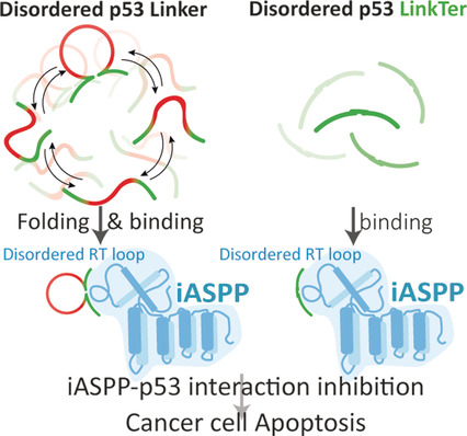 ChemEurJ's tweet photo. Disruption of disease-related protein--protein interactions by a short peptide@HebrewU https://t.co/iaRMgxx61M https://t.co/z5fXySofCQ