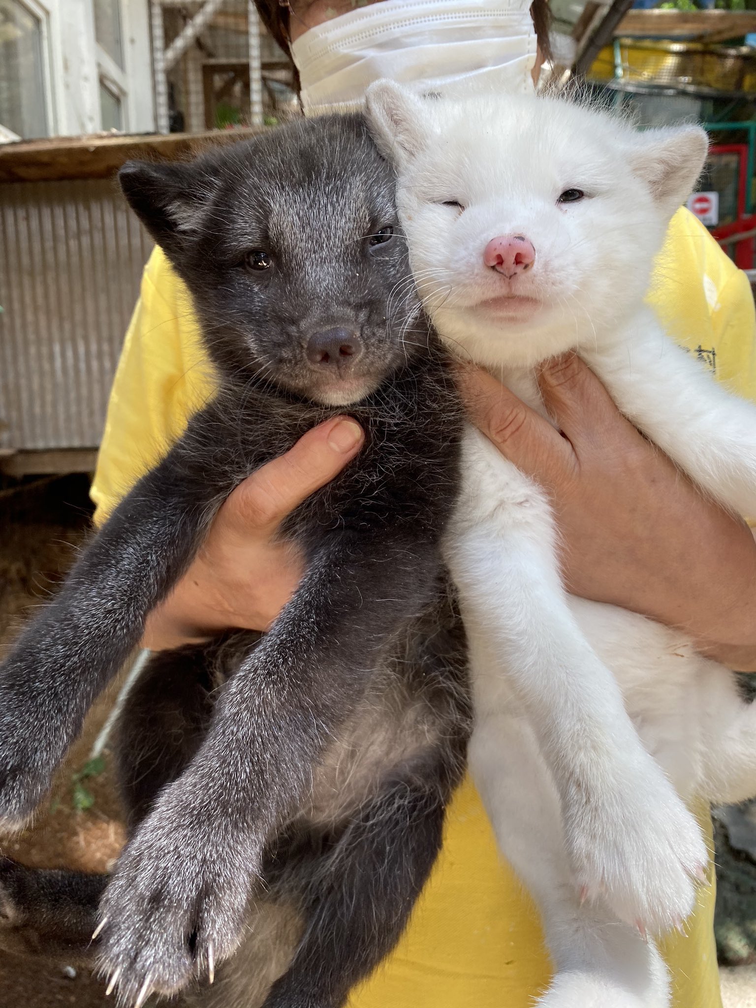 宮城蔵王キツネ村 公式 北極キツネの赤ちゃん すくすく育ってます キツネ村でしか見れない珍しいキツネです ぜひ会いにきてください T Co Wuld4awe4l Twitter
