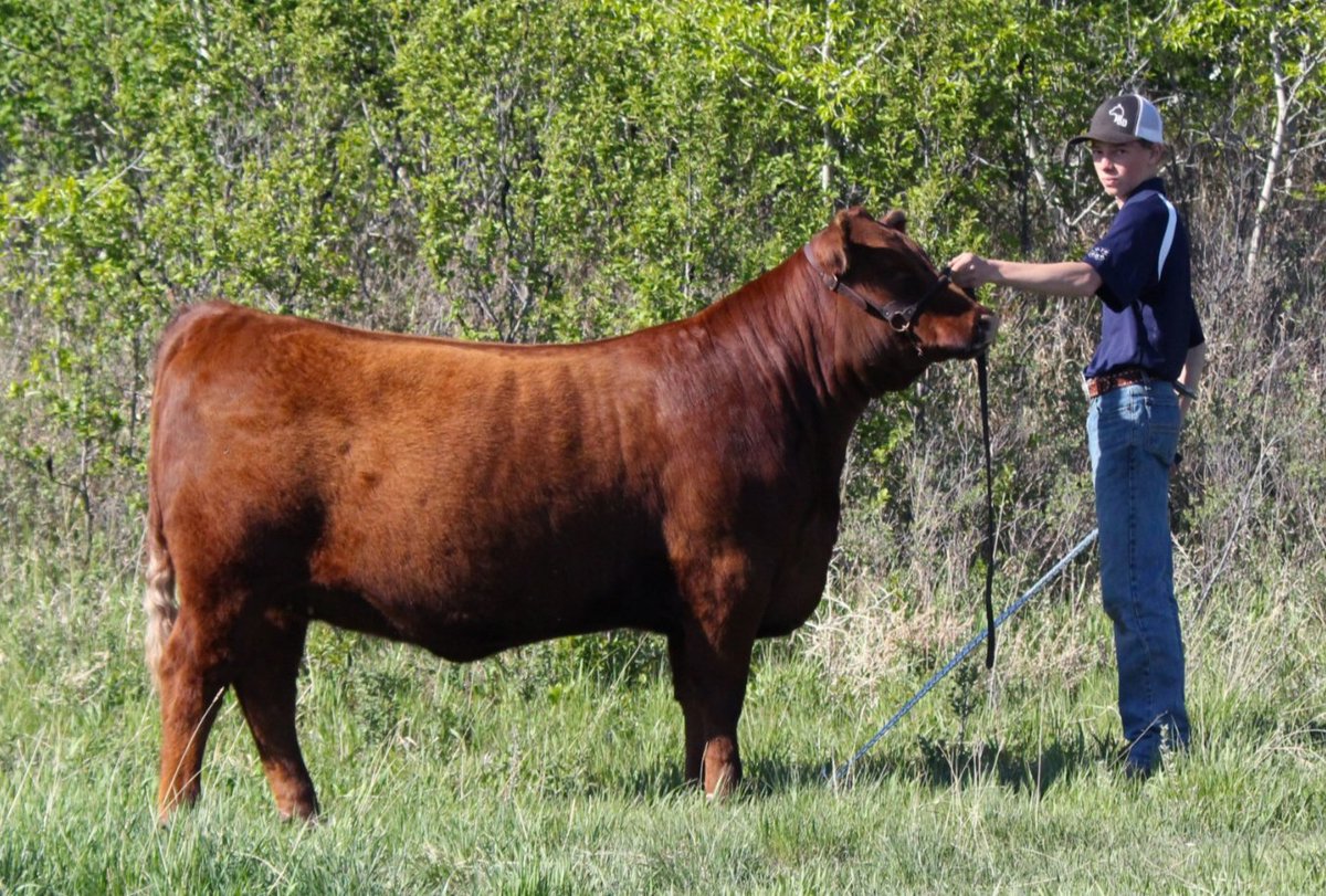 It wasn't the #4-H year they expected but that didn't change the work they put it. Well done to these Hanley Beef members and their 3 winning daughters of Razor. All bred &amp; owned by themselves. #Angus #RedAngus #Wilbar