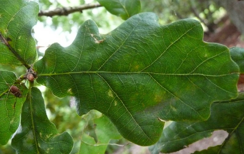 The jizz of the leaves differs most obviously in their lobes. Quercus robur has few lobes (typically 4) and Q. petraea has many (typically 6). The problem is that lobe number is equivocal, because the ranges overlap (3-6 pairs in Q. robur and 5-8 pairs in Q. petraea).