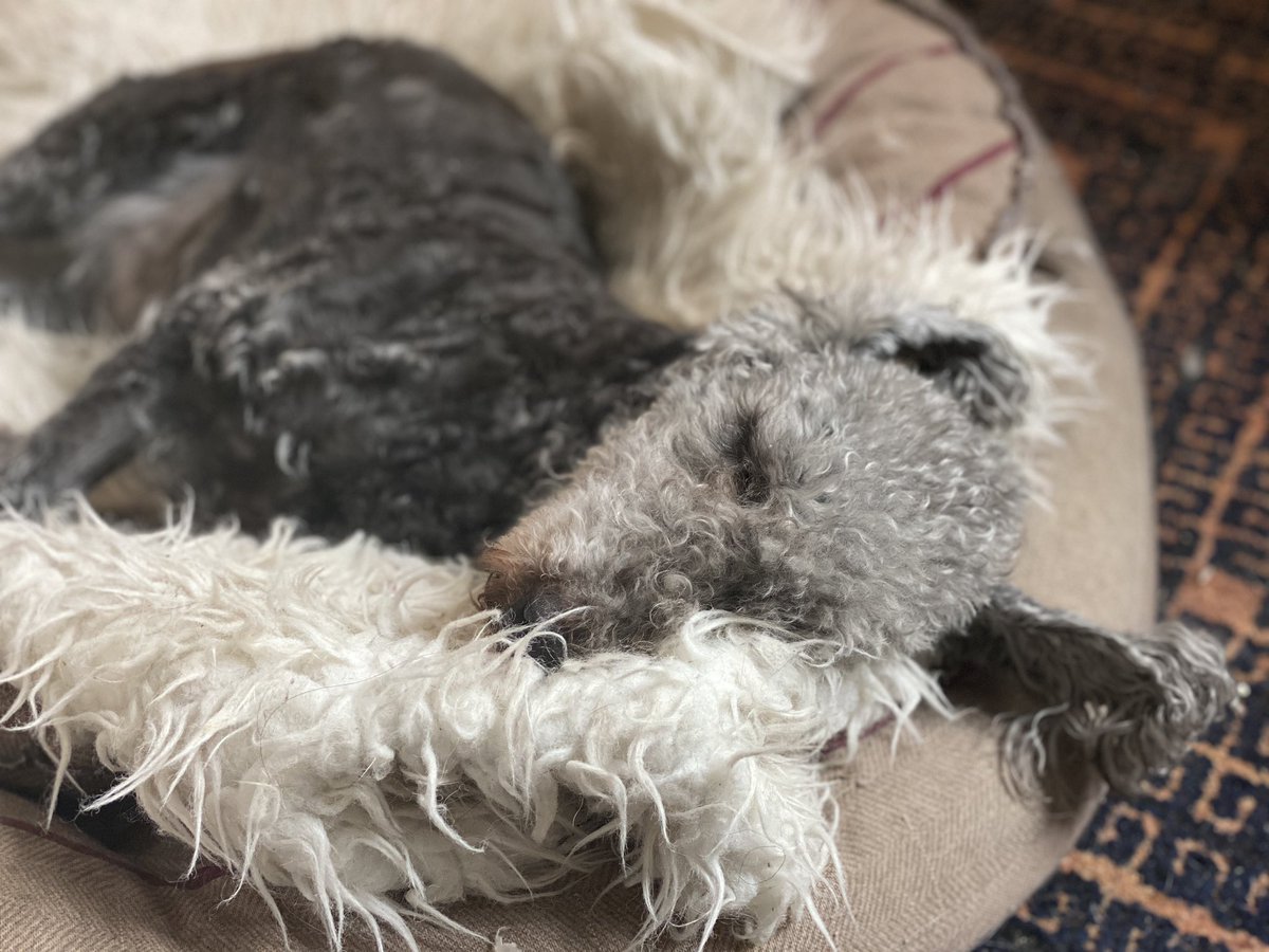 BeThatDog's tweet photo. Sleepytime 🥰 @HuwsThere in one of his many Lookout Library beds #AllBetterNow https://t.co/05Zx7YzXdE