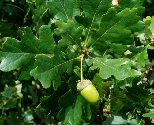 First is the feature that gave the plants their old-fashioned familiar names: Pedunculate Oak (Quercus robur) and Sessile Oak (Q. petraea). The acorns are held on long stalks (peduncles 2-9cm) in the first case, and on short ones (<2cm, or none = sessile) in the latter.