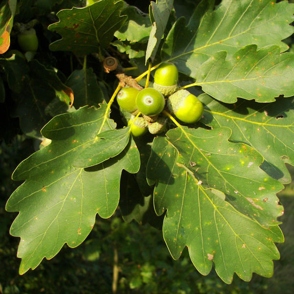 First is the feature that gave the plants their old-fashioned familiar names: Pedunculate Oak (Quercus robur) and Sessile Oak (Q. petraea). The acorns are held on long stalks (peduncles 2-9cm) in the first case, and on short ones (<2cm, or none = sessile) in the latter.