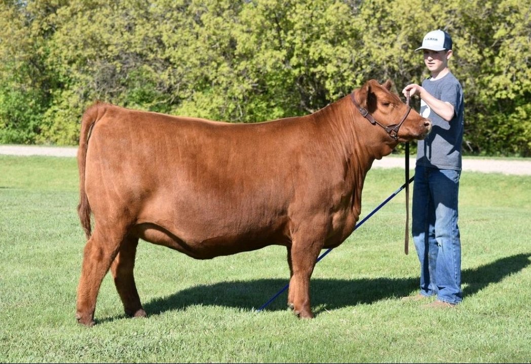 Wilbarcattle's tweet photo. It wasn't the #4-H year they expected but that didn't change the work they put it. Well done to these Hanley Beef members and their 3 winning daughters of Razor. All bred &amp; owned by themselves. #Angus #RedAngus #Wilbar https://t.co/Ol1m2xEmfh