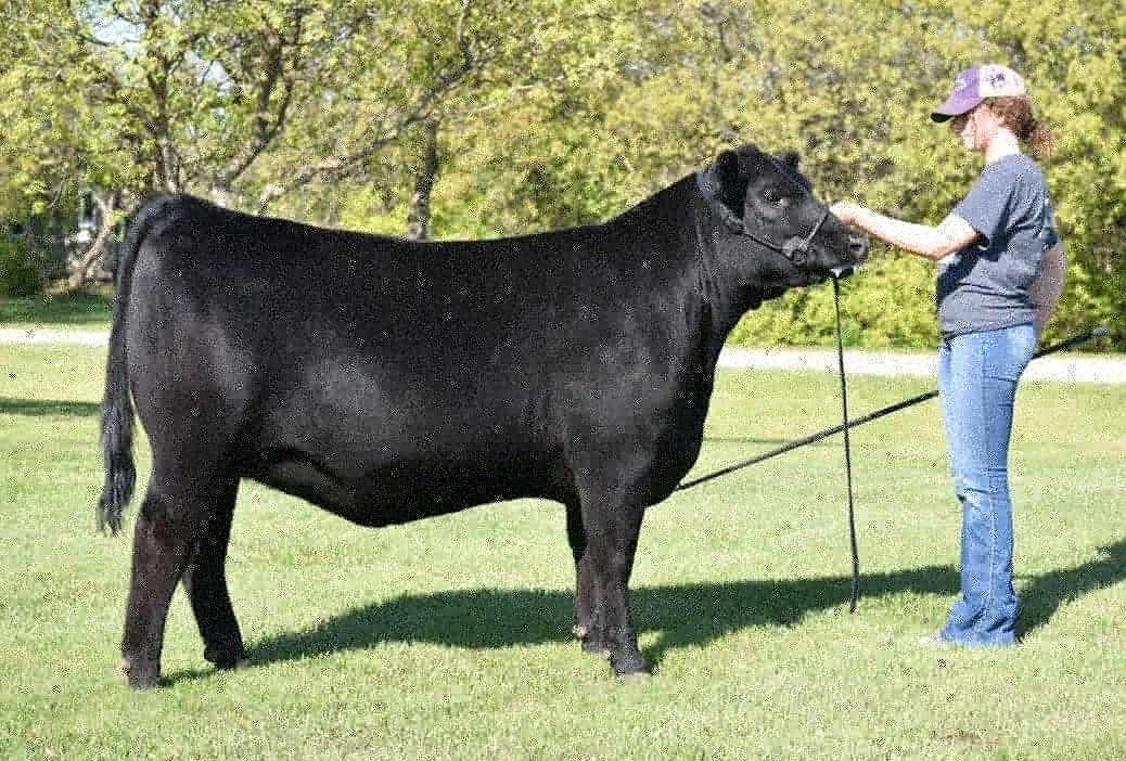 Wilbarcattle's tweet photo. It wasn't the #4-H year they expected but that didn't change the work they put it. Well done to these Hanley Beef members and their 3 winning daughters of Razor. All bred &amp; owned by themselves. #Angus #RedAngus #Wilbar https://t.co/Ol1m2xEmfh