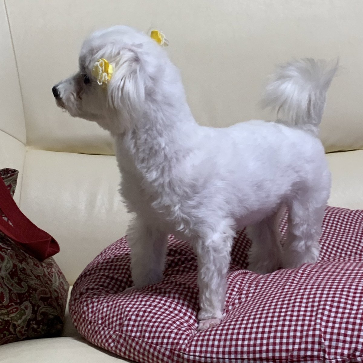 4枚目はまだ実家に来たばかりの頃 今までの犬生で人間に抱っこされたことすらないだ しょうもねぇややのイラスト