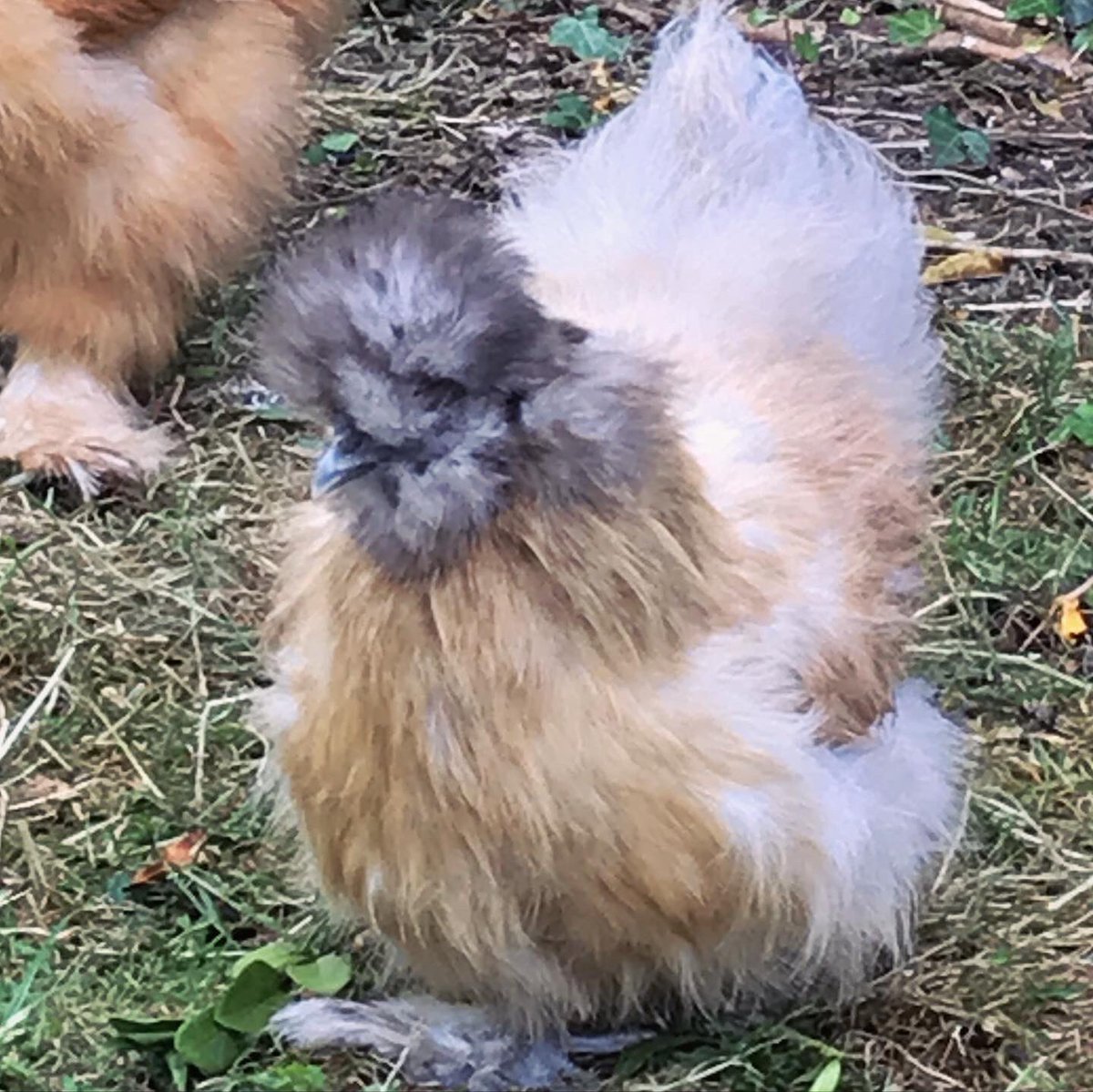 And we have layer No 2! No messing about for Poots - straight into the coop, no messing about in the shrubbery. 🥚🐓#bishbashbosh #gardenchickens