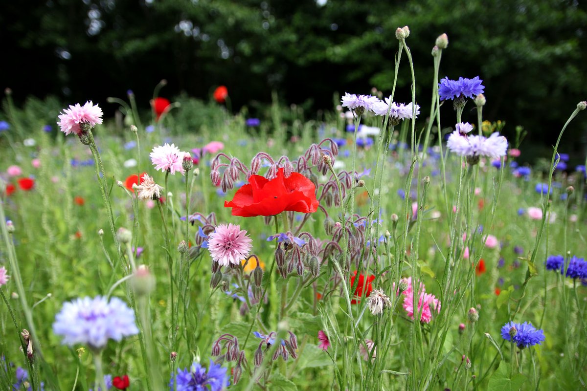BuzzbeeNature's tweet photo. Thanks to Westland @gardenhealth1 donating these packs, we have a stunning wild flower area, flourishing for the bees and butterflies #westland #horticulture #nature #naturegarden #Norwich #Norfolk #NR1 #wildflowers #bees #butterflies #children #education #learning https://t.co/SH2pdUNMEr