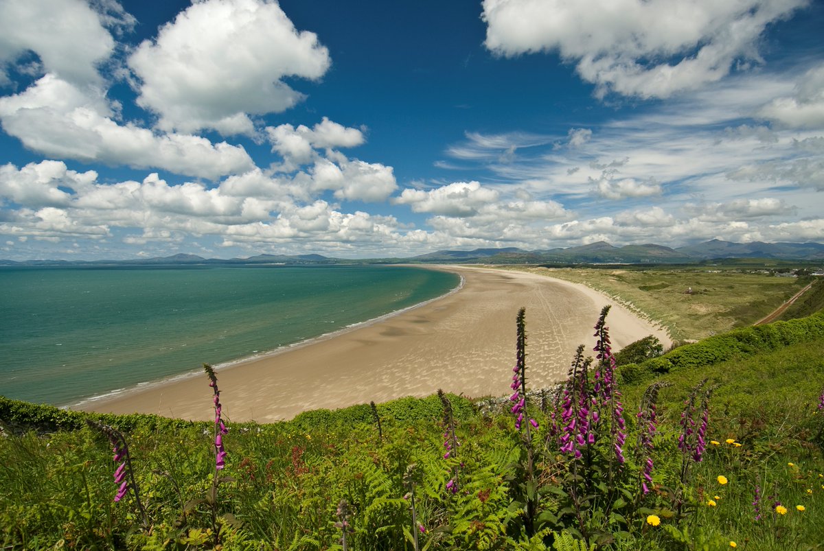 TwyniByw's tweet photo. Morfa Harlech on a summer’s day ☀️📸
The impressive sand dune system of Morfa Harlech is one of only a few in Wales which is still growing. #SandsofLIFE https://t.co/lU36EUDquh