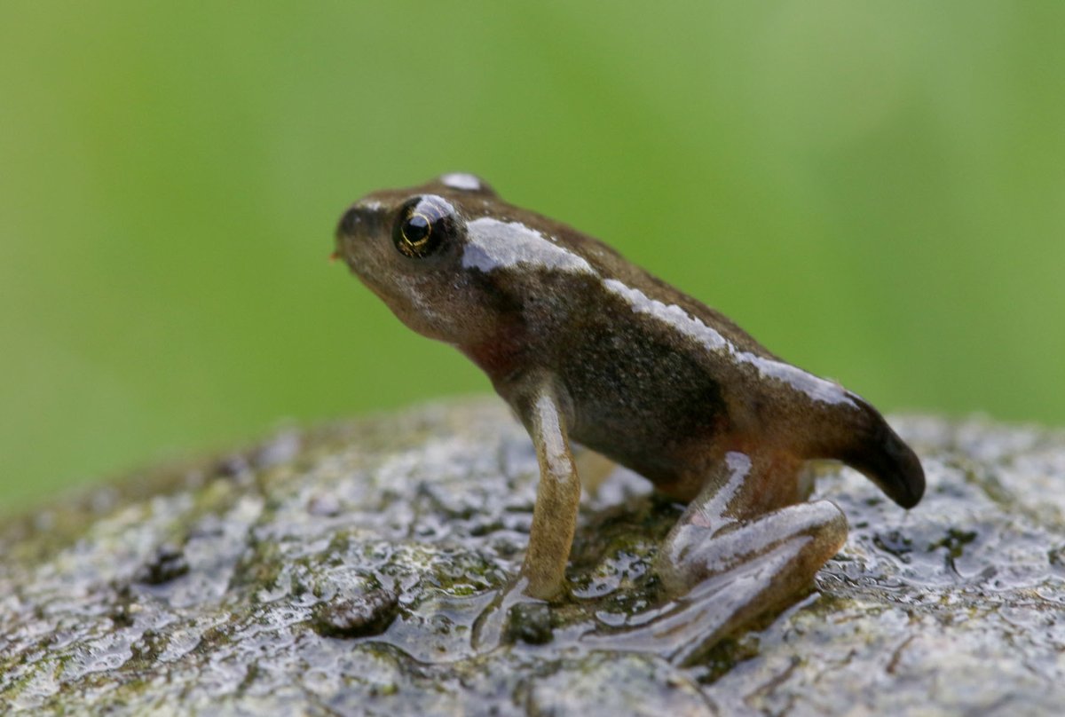 BuzzbeeNature's tweet photo. Froglets emerging from the Buzz Bee Nature garden pond #froglets #frogs #tadpoles #nature #naturegarden #pond #pondlife #Norwich #Norfolk #NR1 #children #learning #education #study #wildlife #natural https://t.co/1v8zQCQuSr